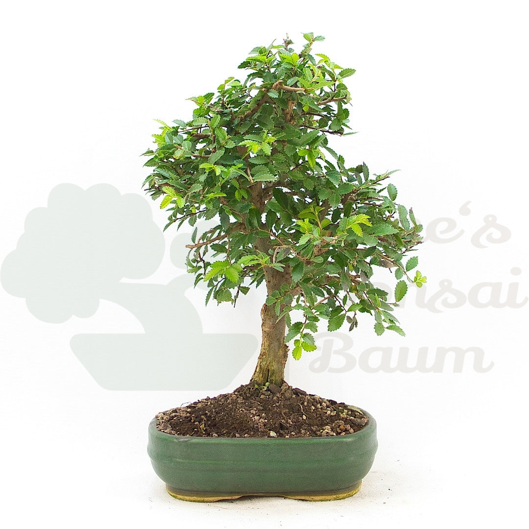 Japanische Ulme 'Ulmus japonica'